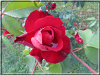foto Rose